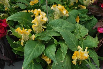 Celosia Hot Topic® 'Yellow'