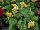 Royal van Zanten: Celosia  'Yellow' 