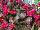 Royal van Zanten: Celosia  'Pink' 