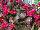 Royal van Zanten: Celosia  'Pink' 