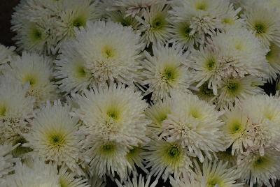 Greenex USA Inc.: Chrysanthemum Inuit 