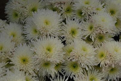 Chrysanthemum  'Inuit'