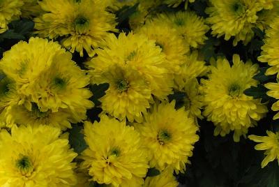 Chrysanthemum  'Brasil®'