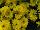 Royal van Zanten: Chrysanthemum  'Brasil®' 