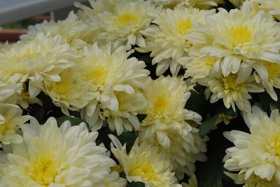 Chrysanthemum Mount® 'Listou'