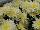 Royal van Zanten: Chrysanthemum  'Listou' 