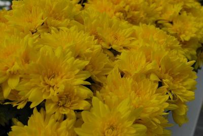 Chrysanthemum Mount® 'Carmel'