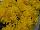 Royal van Zanten: Chrysanthemum  'Carmel' 