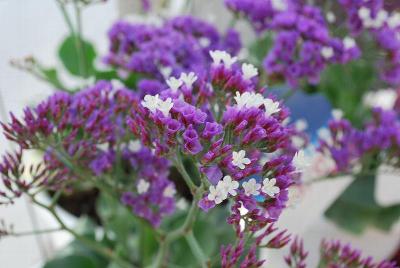  Limonium Salt Lake® 