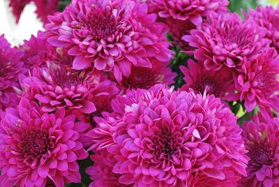 Chrysanthemum Mount® 'Tourmalet'