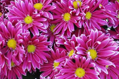  Chrysanthemum Ciao 