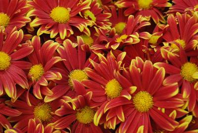 Ciao Chrysanthemum Red 