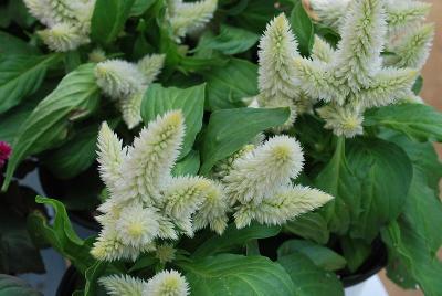 Celosia  'Guyana'