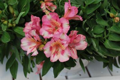 Princess Lilies® Alstroemeria Theresa 