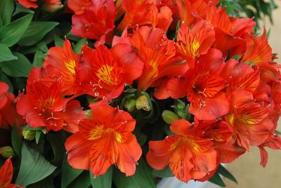 Princess Lilies® Alstroemeria Amina 