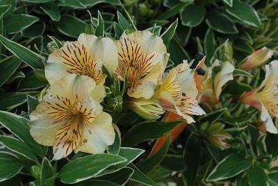 Princess Lilies® Alstroemeria Fabiana 