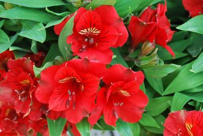 Alstroemeria Princess Lilies® 'Kate'