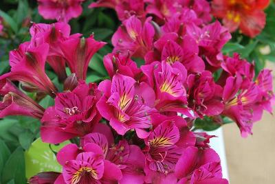 Princess Lilies® Alstroemeria Louise 