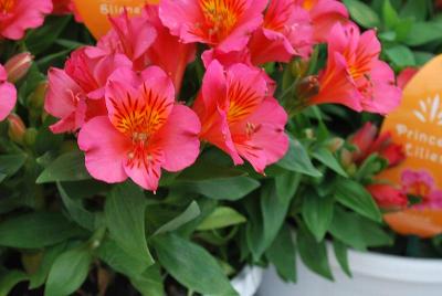 Alstroemeria Princess Lilies® 'Elaine'