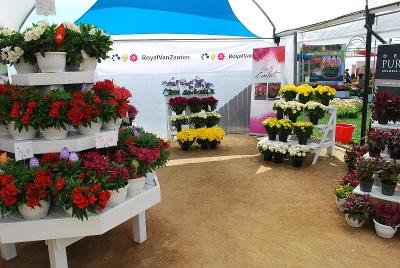 As seen @ Royal Van Zanten Spring Trials 2014: On Display @ Royal Van Zanten Spring Trials, 2014.