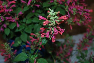  Agastache Raspberry Summer 