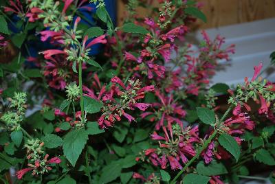  Agastache Raspberry Summer 