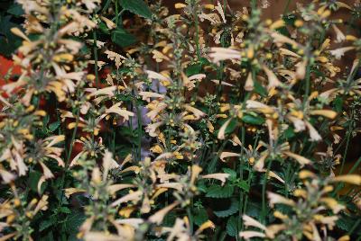  Agastache Summer Glow 