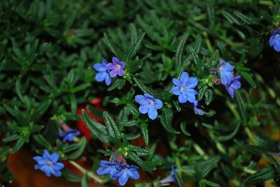 Lithodora  'Grace Ward'