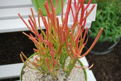  Euphorbia Firesticks 
