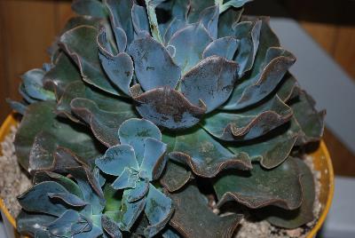  Echevaria Chamaleon 