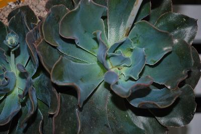  Echevaria Chamaleon 