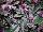 Athena Brazil: Tradescantia fluminensis 'Lilac' 