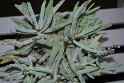  Cotyledon orbiculata 