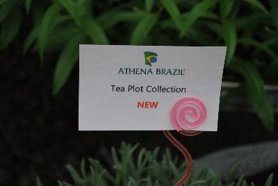 Seen @ Spring Trials 2016.: New from Athena Brazil® @ GroLink Spring Trials 2016.  Tea from the Tea Plot Collection.  Featuring 'Zen', a calming brew, 'Zing' a fruit medley and 'Down to Earth' basic blend.