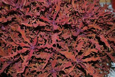 Plant Source International: Hipsters™ Coleus Luca 