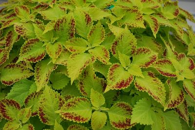 Coleus TerraNova® 'Pepper Pot'