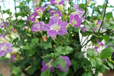  Asystasia gangetica Lilac 