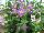 Athena Brazil: Asystasia gangetica 'Lilac' 