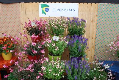 From Athena Brazil, Spring Trials, 2015.: Perennials from Athena Brazil @ GroLink, Spring Trials 2015.