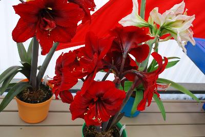 From Athena Brazil, Spring Trials, 2015.: Amaryllis as seen @ Athena Brazil at GroLink, Spring Trials 2015.