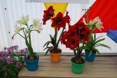 From Athena Brazil, Spring Trials, 2015.: Amaryllis as seen @ Athena Brazil at GroLink, Spring Trials 2015.