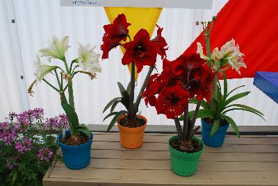 From Athena Brazil, Spring Trials, 2015.: Amaryllis as seen @ Athena Brazil at GroLink, Spring Trials 2015.