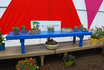 From Athena Brazil, Spring Trials, 2015.: Succulents as seen @ Athena Brazil at GroLink, Spring Trials 2015.