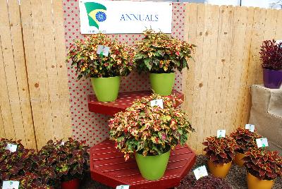 From Athena Brazil, Spring Trials, 2015.: Annuals as seen @ Athena Brazil at GroLink, Spring Trials 2015.