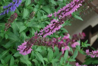 Salvia Sallyrosa 'Jumbo Pink'