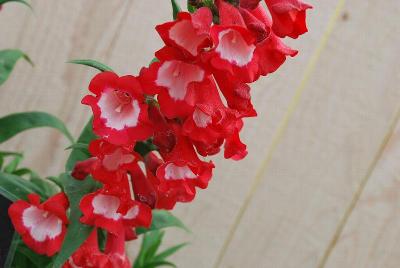 Polaris Penstemon Red 