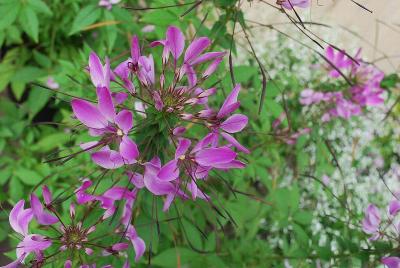 Clio Cleome Magenta 