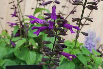 Salvia  'Brazilian Purple'