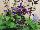 Athena Brazil: Salvia  'Brazilian Purple' 