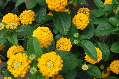 Athena Brazil: Evita Lantana Yellow 